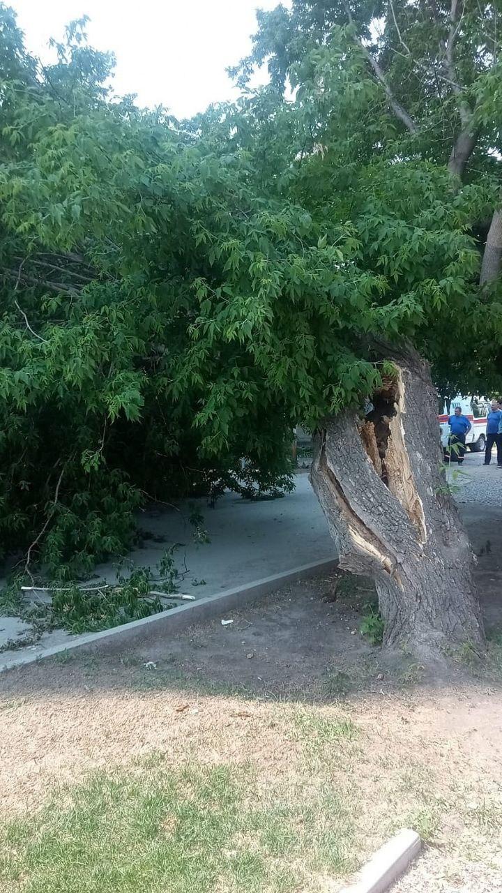 Фото В Новосибирске упавшее дерево перегородило проезд по улице Красносельской 2